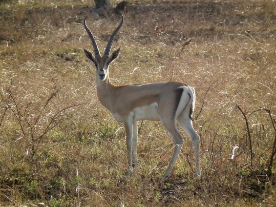 1280px-grants_gazelle_gazella_granti_in_tanzania_2645_nevit
