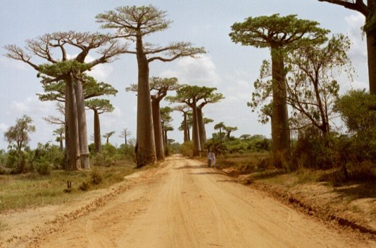 baobab_avenue_1