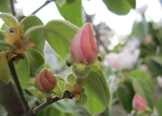quince_blossom_with_removed_watermark