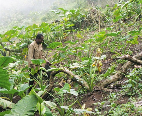 bakweri_cocoyam_farmer_from_cameroon