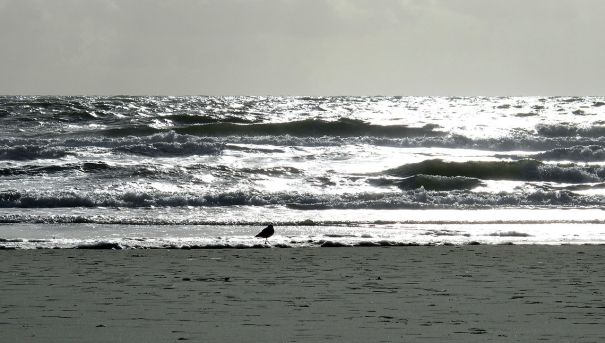 1280px-Die_Möwe_und_das_Meer_IMG_0310a