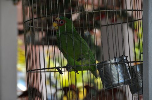 1024px-Amazona_albifrons_-pet_in_small_cage-6a