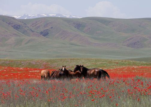 horses_in_kazakhstan