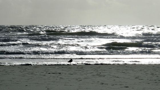 1024px-Die_Möwe_und_das_Meer_IMG_0310a