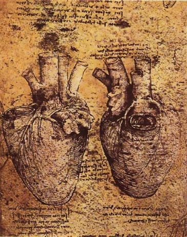 leonardo_da_vinci_heart_and_its_blood_vessels