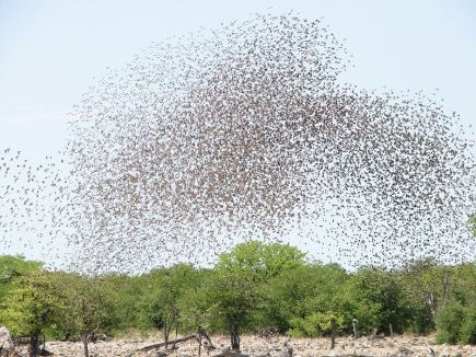 800px-red-billed_quelea_flocking_at_waterhole
