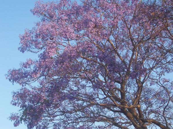 290px-Jacaranda_flowering