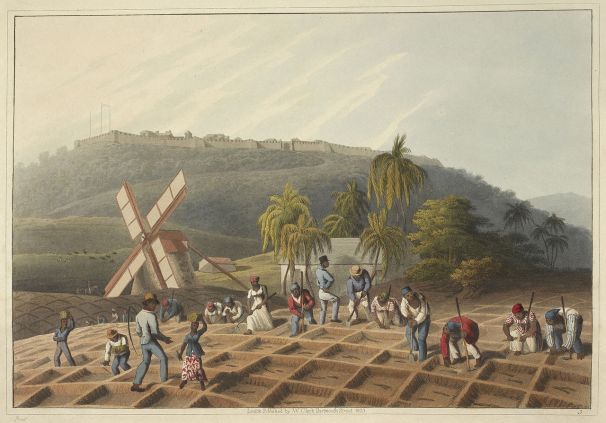 Slaves_working_on_a_plantation_-_Ten_Views_in_the_Island_of_Antigua_(1823),_plate_III_-_BL