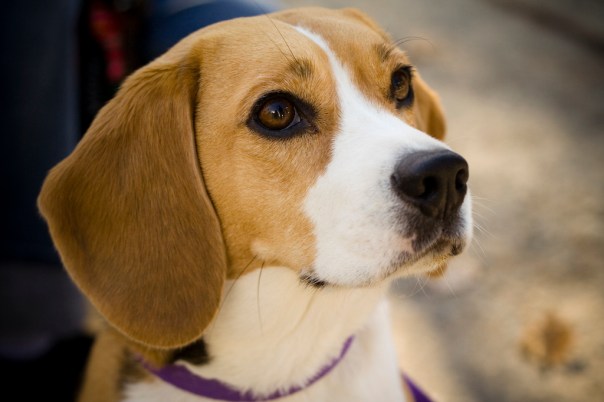 Beagle_portrait_Camry