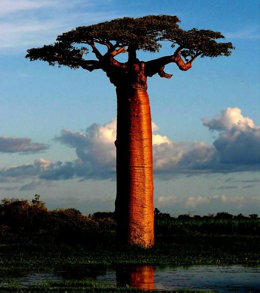 290px-Adansonia_grandidieri04