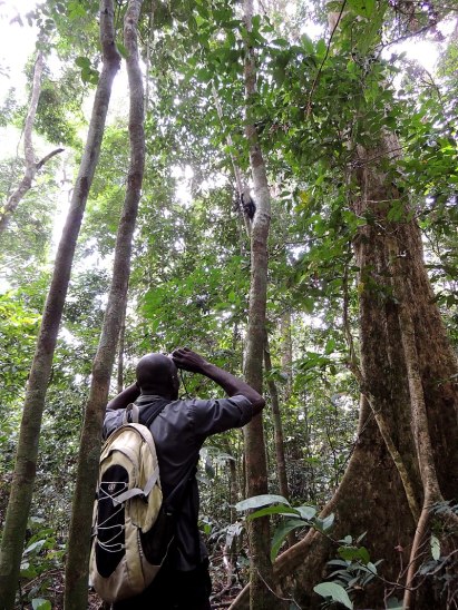 800px-Assistant_de_recherche_sur_les_primates_2