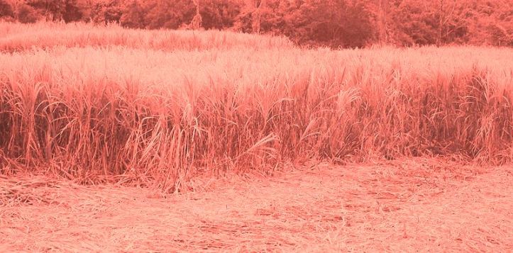 800px-Cnne_sucre_reunionn