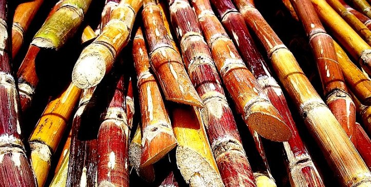 800px-Cut_sugarcane