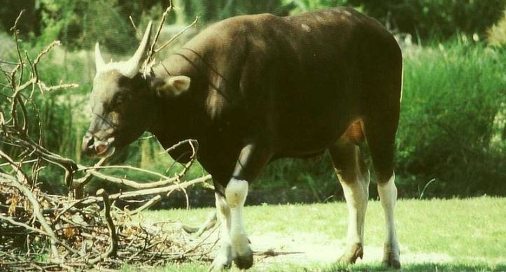 800px-Bos_javanicus_male