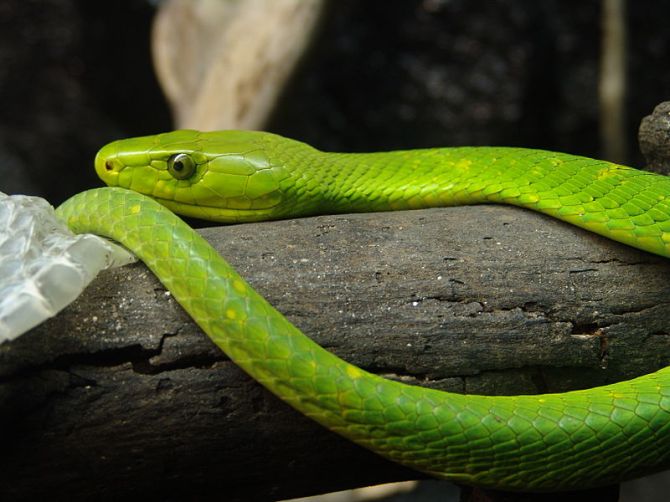 800px-Eastern_Green_Mamba_02