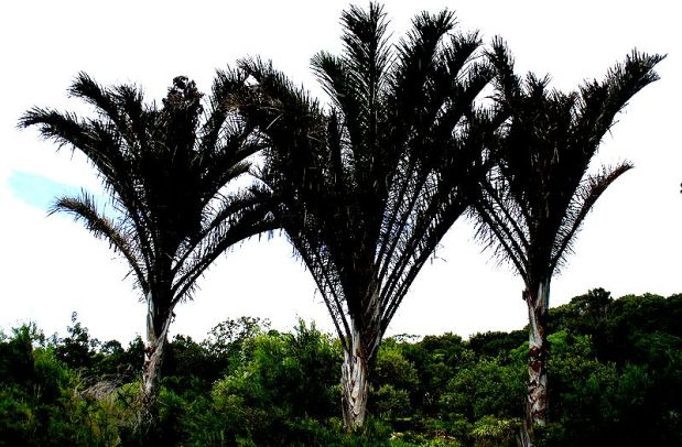 800px-Raphia_australis