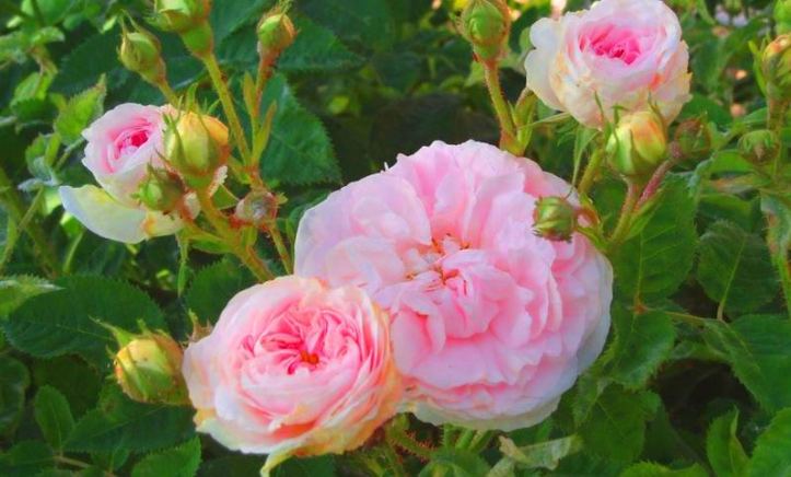 800px-Cuisse_de_nymphe_émue