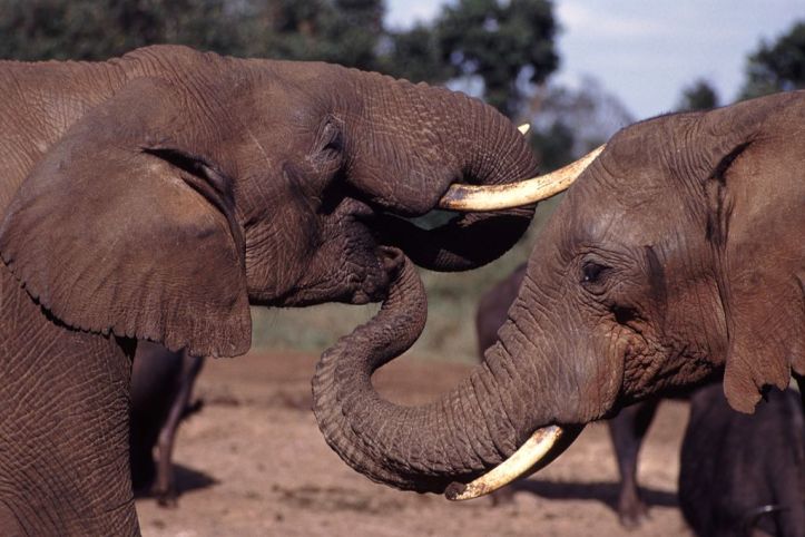 1024px-Elephant_With_Trunk_In_Others_Mouth.jpg
