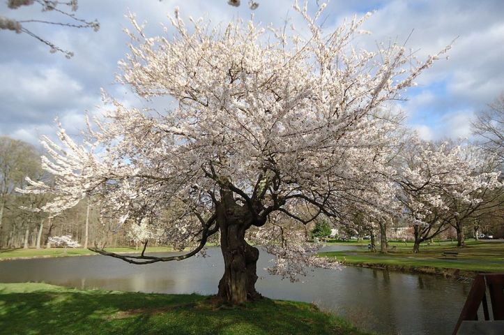 Tree_flowering_near_lake_in_Nomahegan_park_NJ.jpg