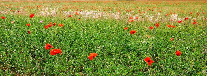 Luzerne_coquelicots_Lozere.jpg