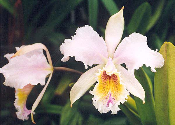 Cattleya_Empress_Frederick_C_mossiae.jpg