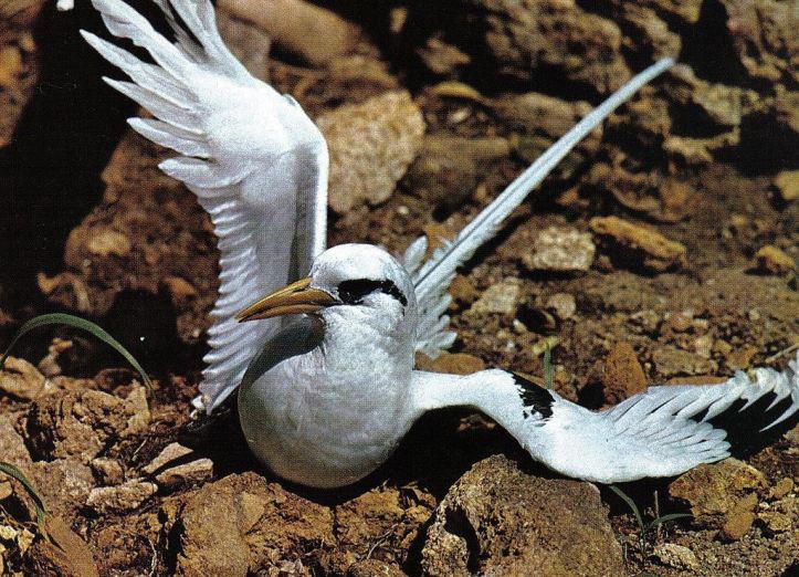 1024px-Tropicbird_Seychelles