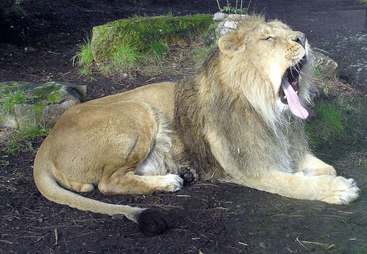 1280px-Bristol.zoo.lion.yawns.arp.jpg