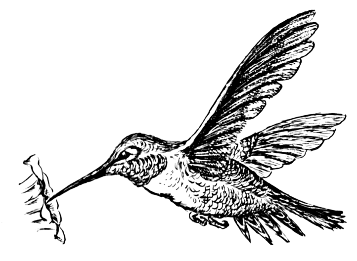 1280px-Hummingbird_(PSF).png