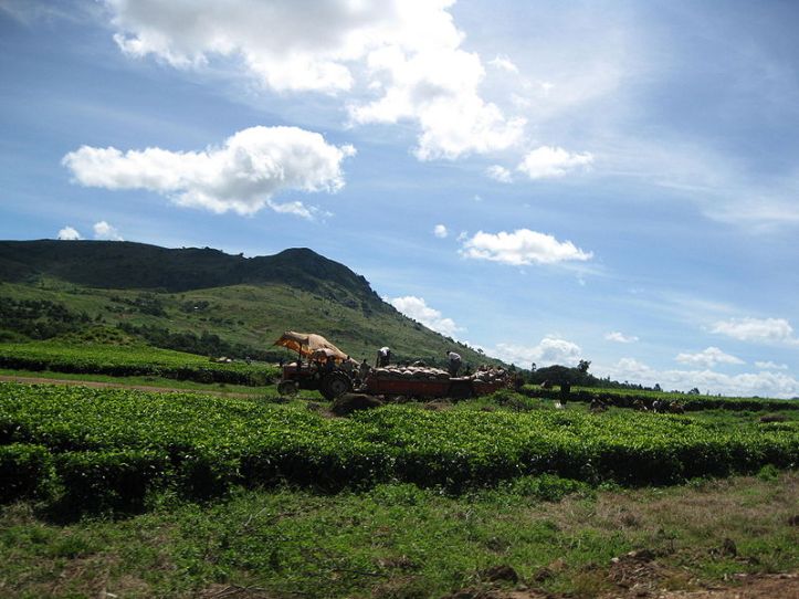 800px-Tea_plantation_near_Mulanje.jpg