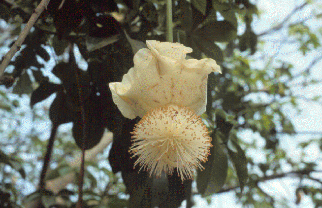 Adansonia_digitata_20050823_flower.png