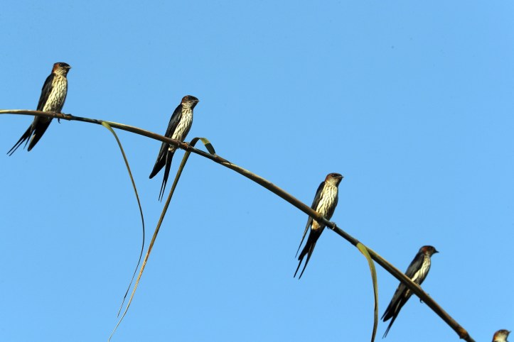 Striated_Swallow_(38535548771).jpg