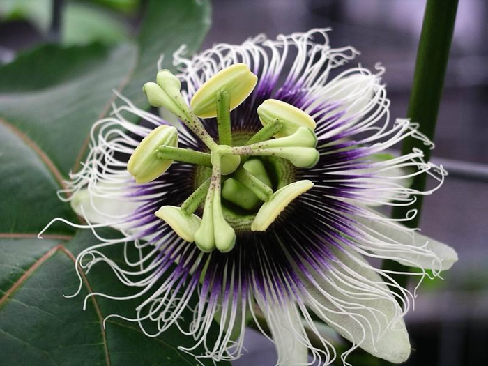 Passiflora_edulis_forma_flavicarpa.jpg