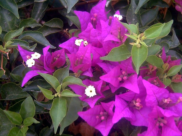 1280px-Bougainvillea_spectabilis_Flowers_Closeup2_TorreLaMata.jpg