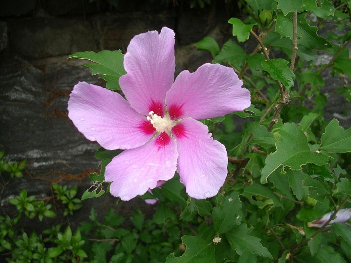 1280px-Koreanroseofsharon.JPG