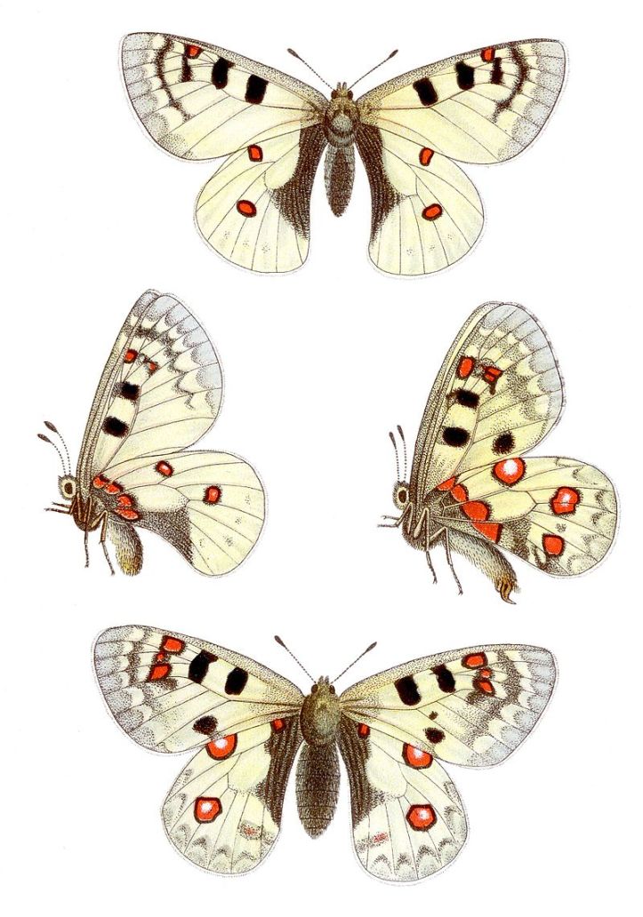 800px-Parnassius_sacerdos_-_Alpenapollo.jpg