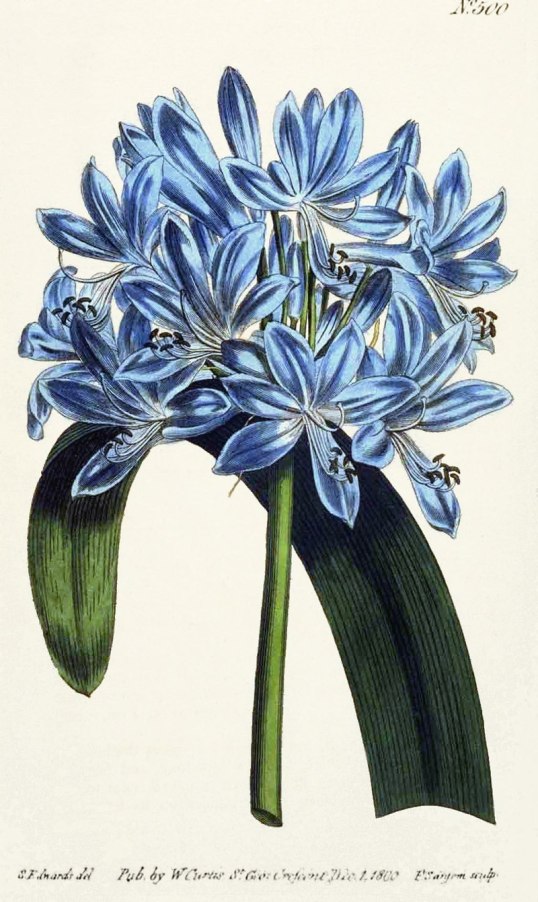 800px-Agapanthus-umbellatus