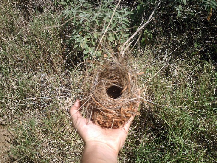 800px-Nido_de_Pajaro