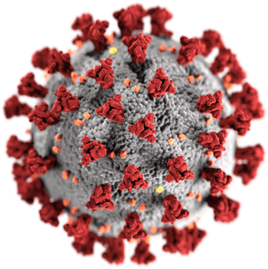 800px-SARS-CoV-2_without_background