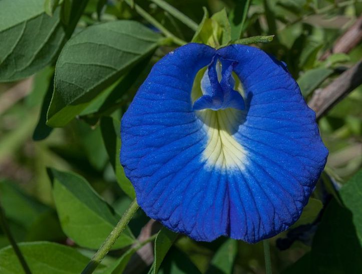Clitoria_ternatea