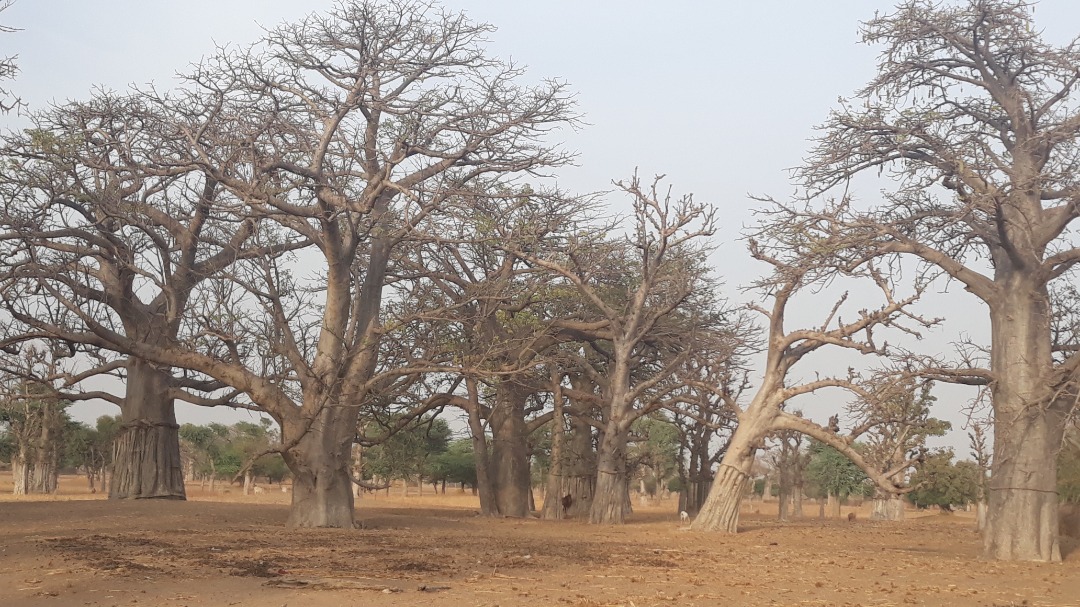 La plaidoirie du kadd : « Ne m’appelez pas Faidherbia albida » – AFROpoésie
